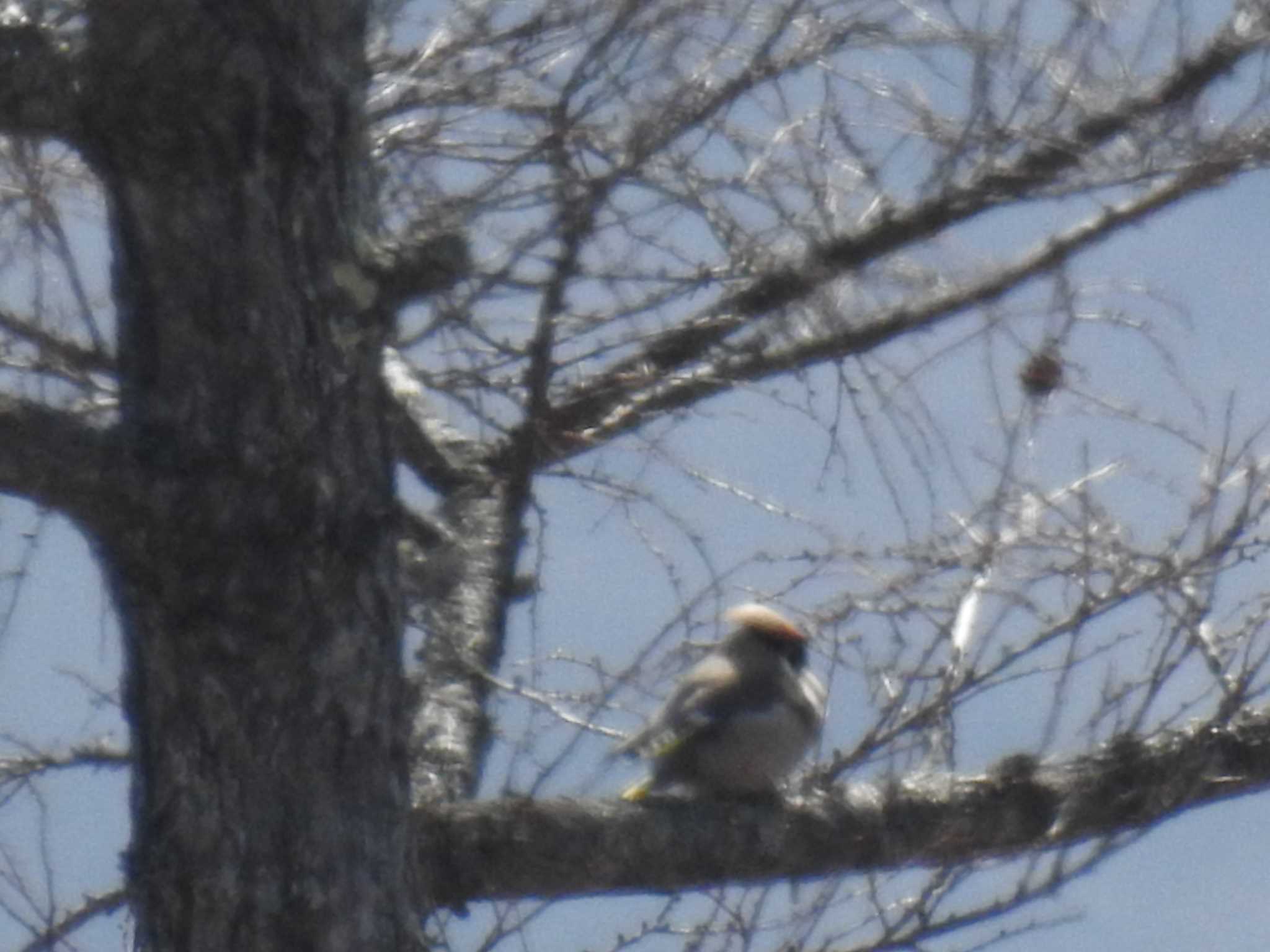 Bohemian Waxwing