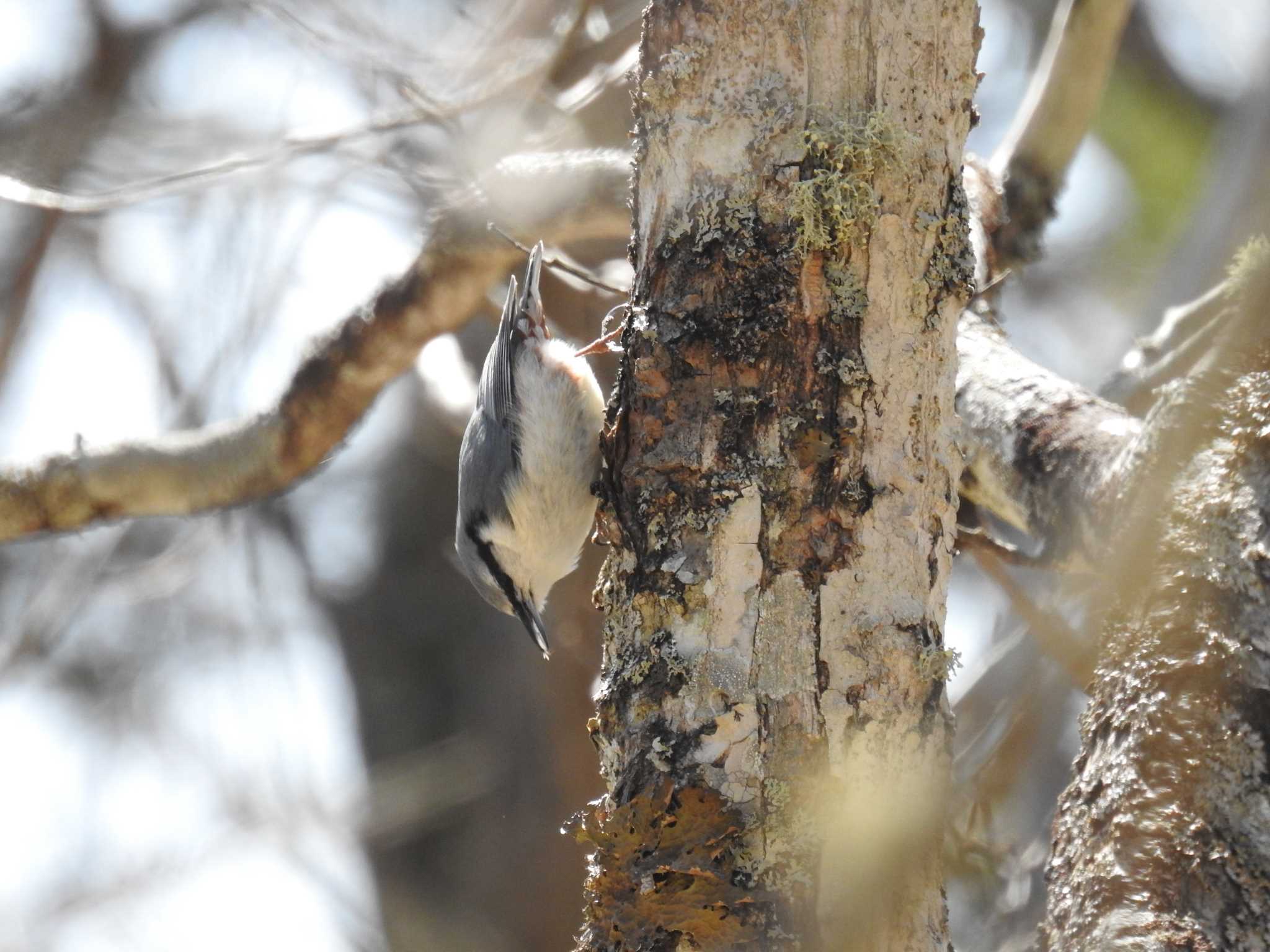 Eurasian Nuthatch