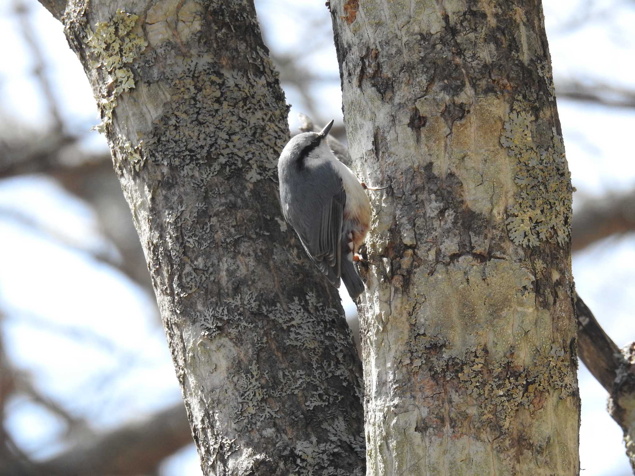 Eurasian Nuthatch