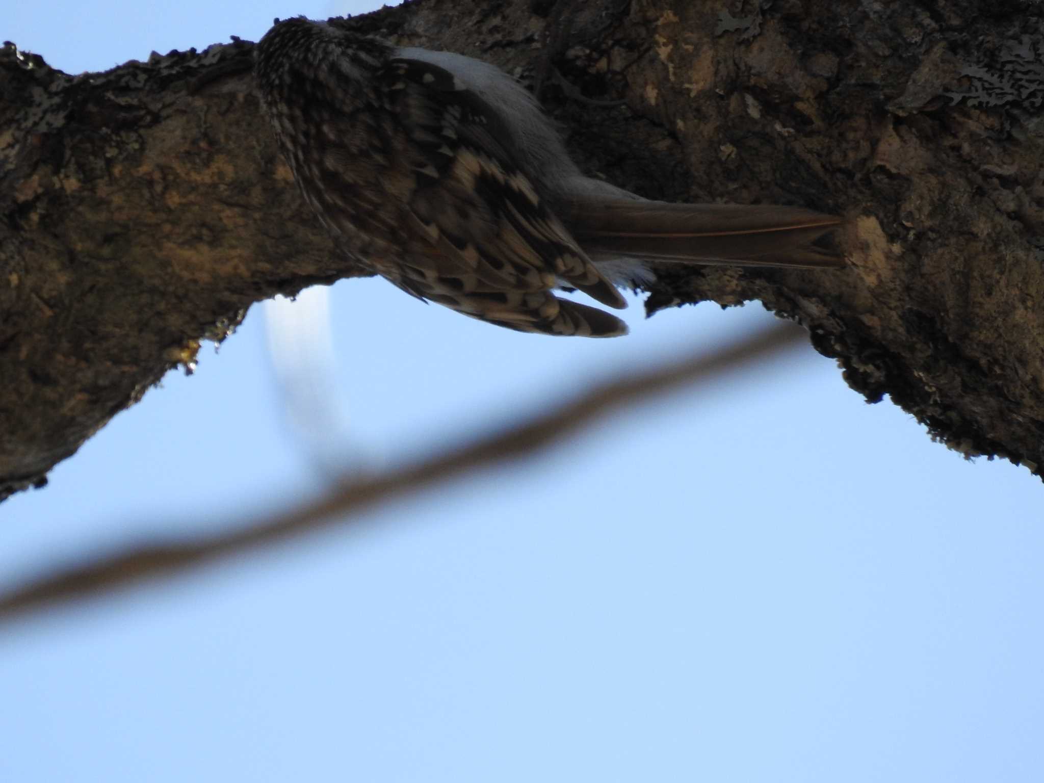 Eurasian Treecreeper