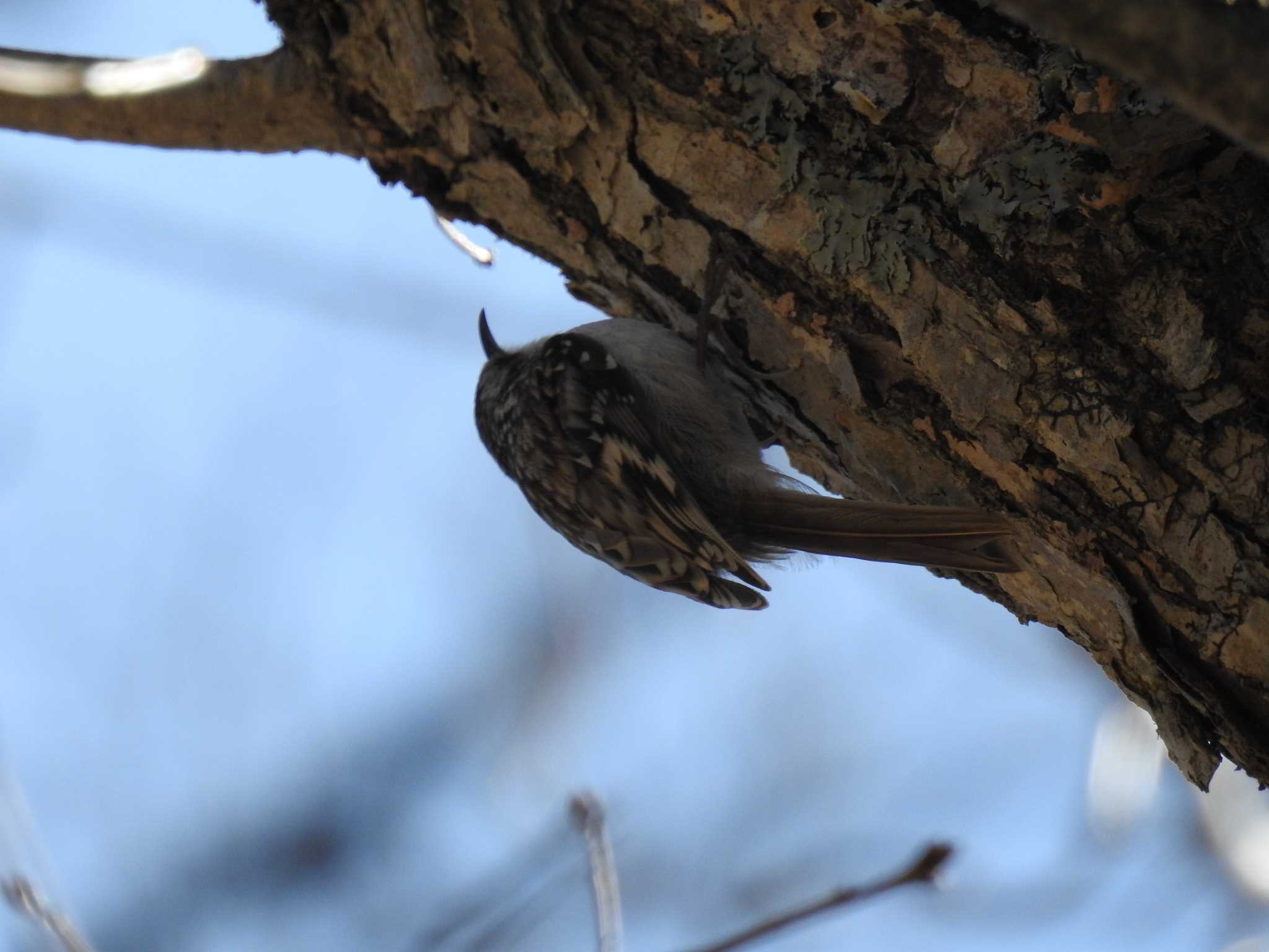 Eurasian Treecreeper