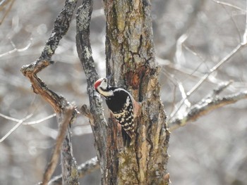 Sat, 3/21/2020 Birding report at Senjogahara Marshland