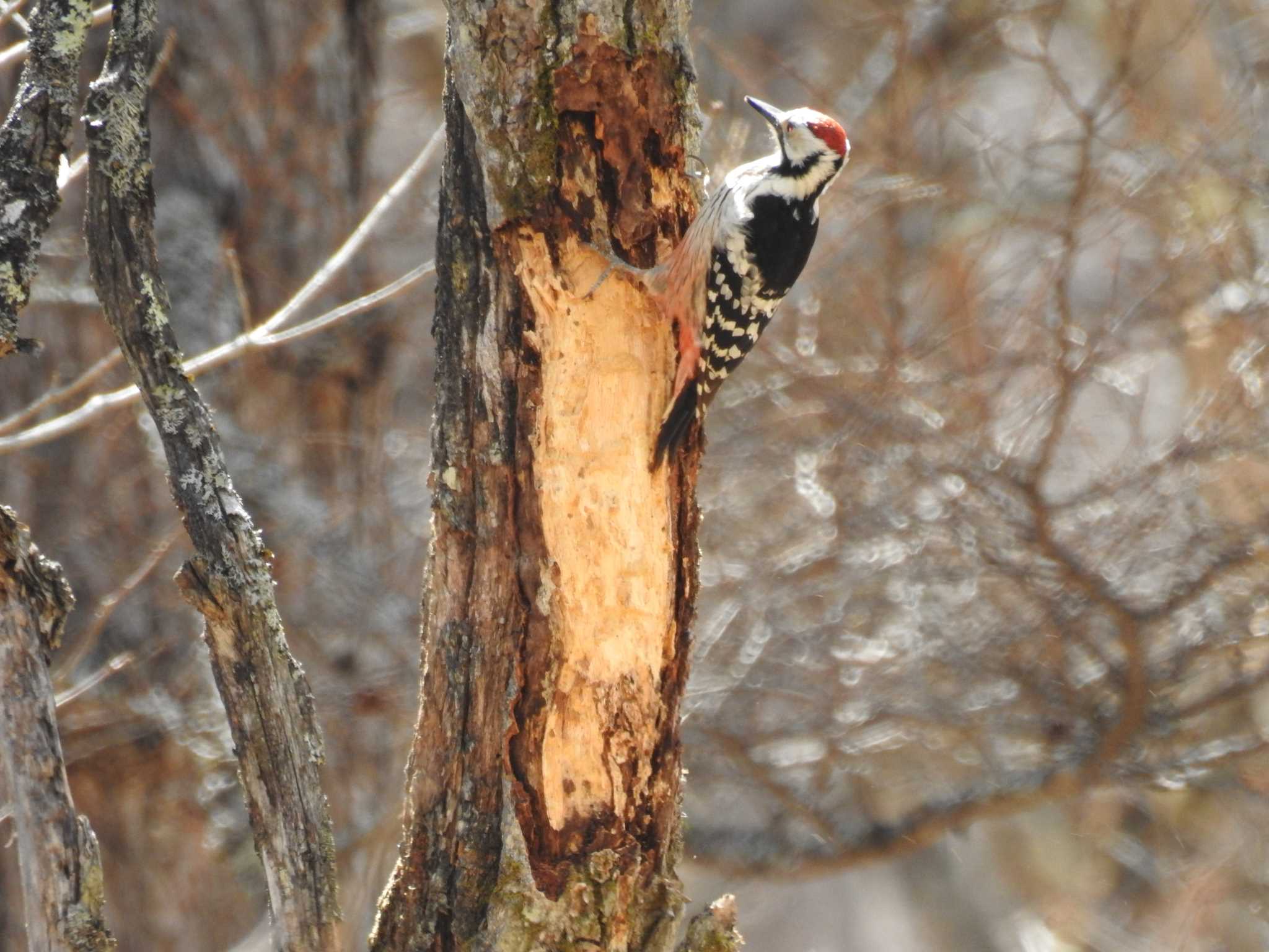 White-backed Woodpecker