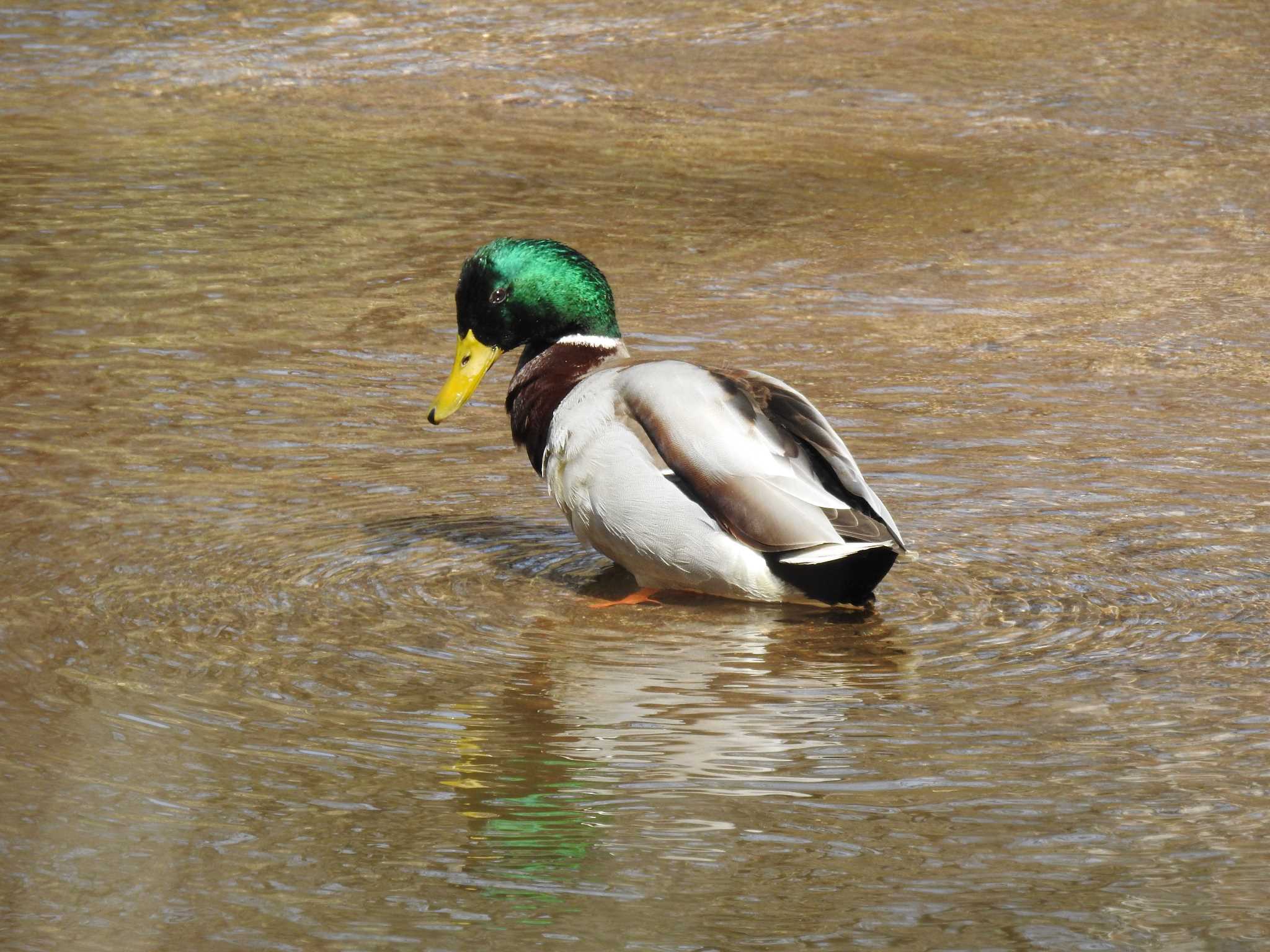 Mallard