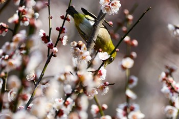 Warbling White-eye Unknown Spots Unknown Date