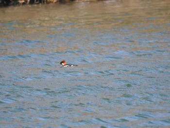 ミコアイサ 湯ノ湖 2020年3月21日(土)