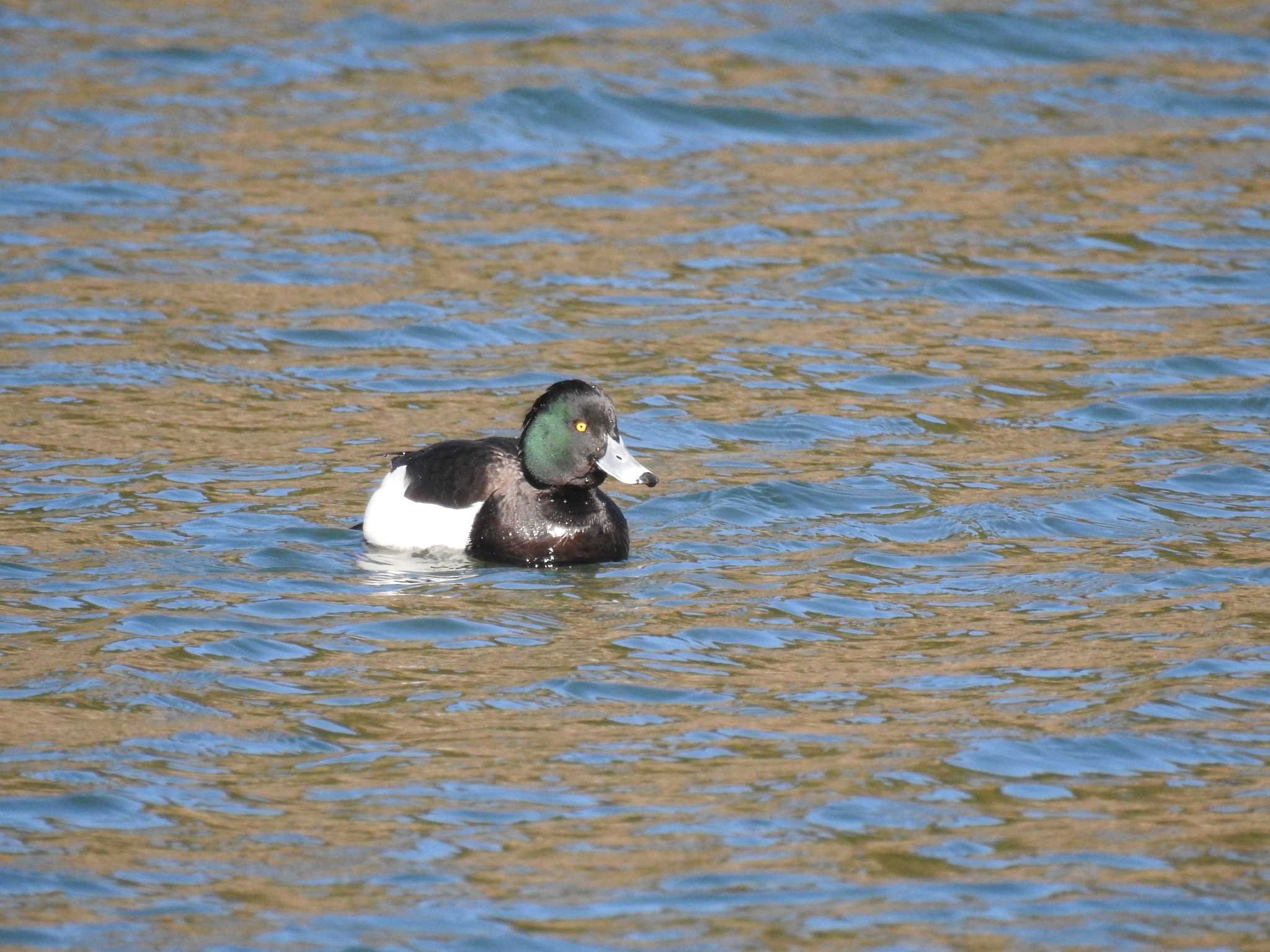 Tufted Duck