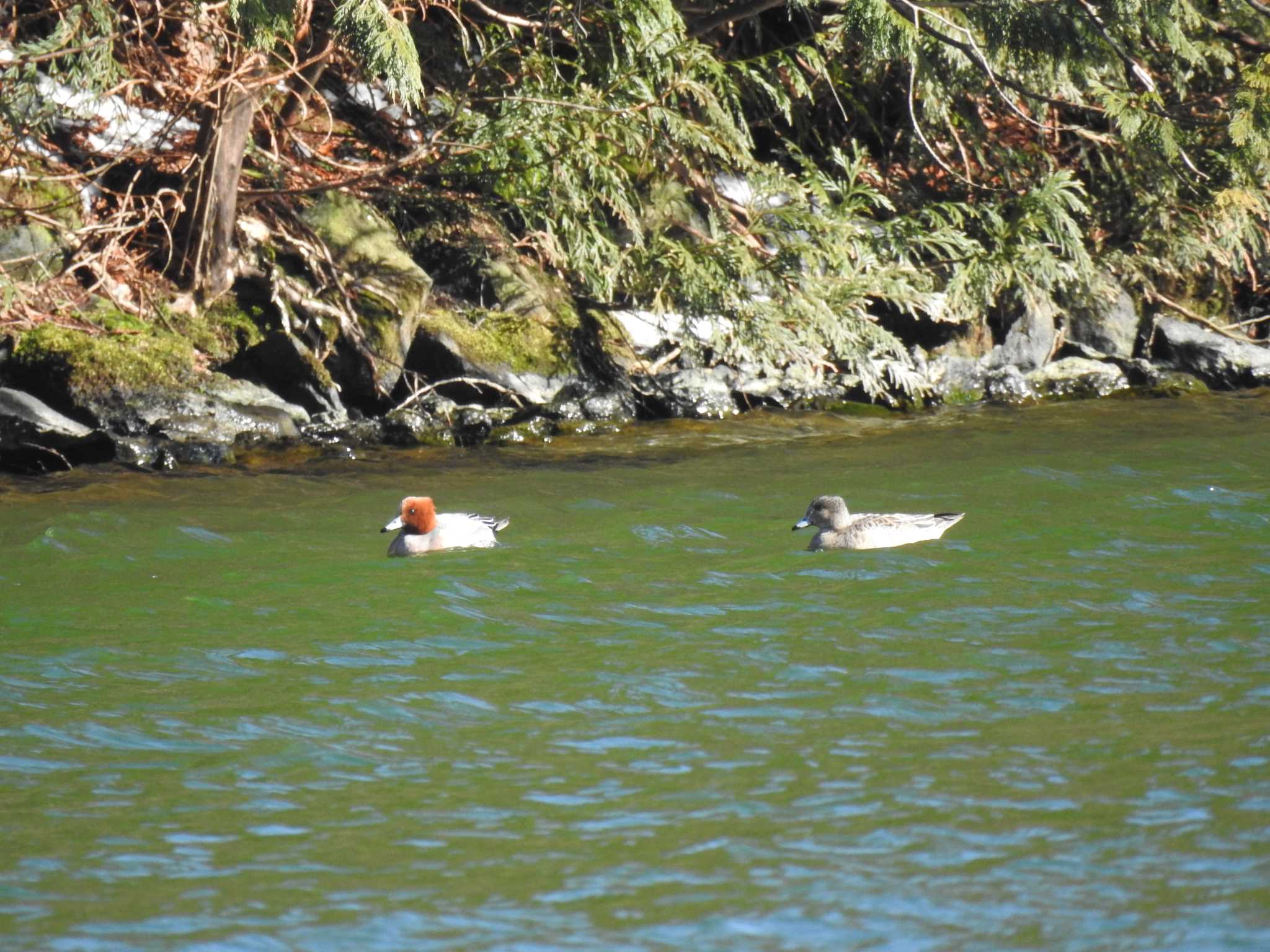 Eurasian Wigeon