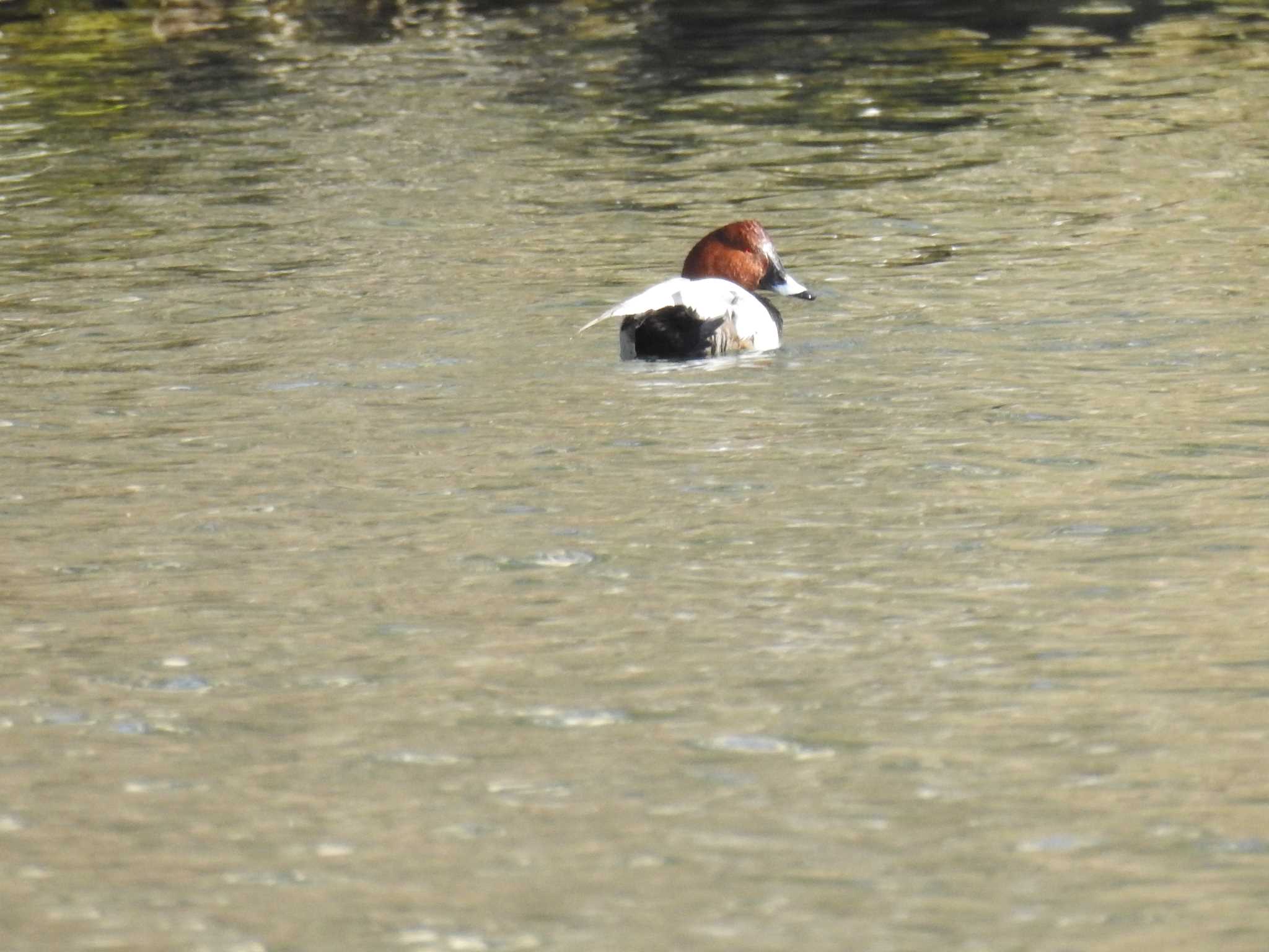 Common Pochard