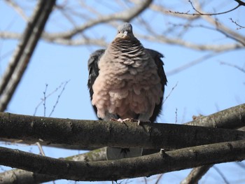 カワラバト つつじが岡公園 2020年3月22日(日)