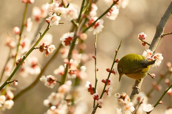 Warbling White-eye Unknown Spots Thu, 3/3/2016