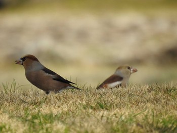 シメ つつじが岡公園 2020年3月22日(日)