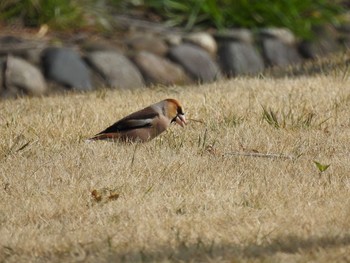 シメ つつじが岡公園 2020年3月22日(日)