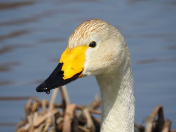 オオハクチョウ つつじが岡公園 2020年3月22日(日)