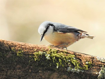 Eurasian Nuthatch 西湖野鳥の森公園 Sat, 3/21/2020