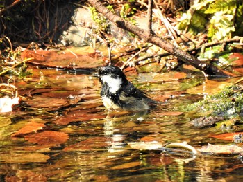 Coal Tit Lake Kawaguchiko Field Center Sun, 3/22/2020