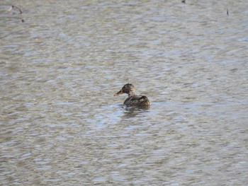 ハシビロガモ つつじが岡公園 2020年3月22日(日)