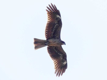 2020年3月21日(土) 磯根崎の野鳥観察記録