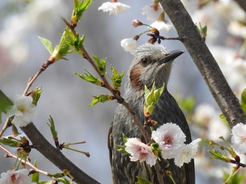 ヒヨドリ つつじが岡公園 2020年3月22日(日)