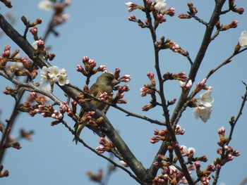 カワラヒワ つつじが岡公園 2020年3月22日(日)