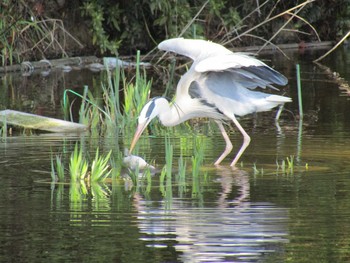 アオサギ 深田池公園 2020年3月12日(木)