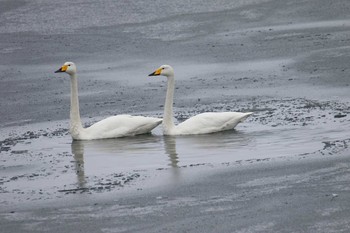 オオハクチョウ 網走港 2020年3月2日(月)