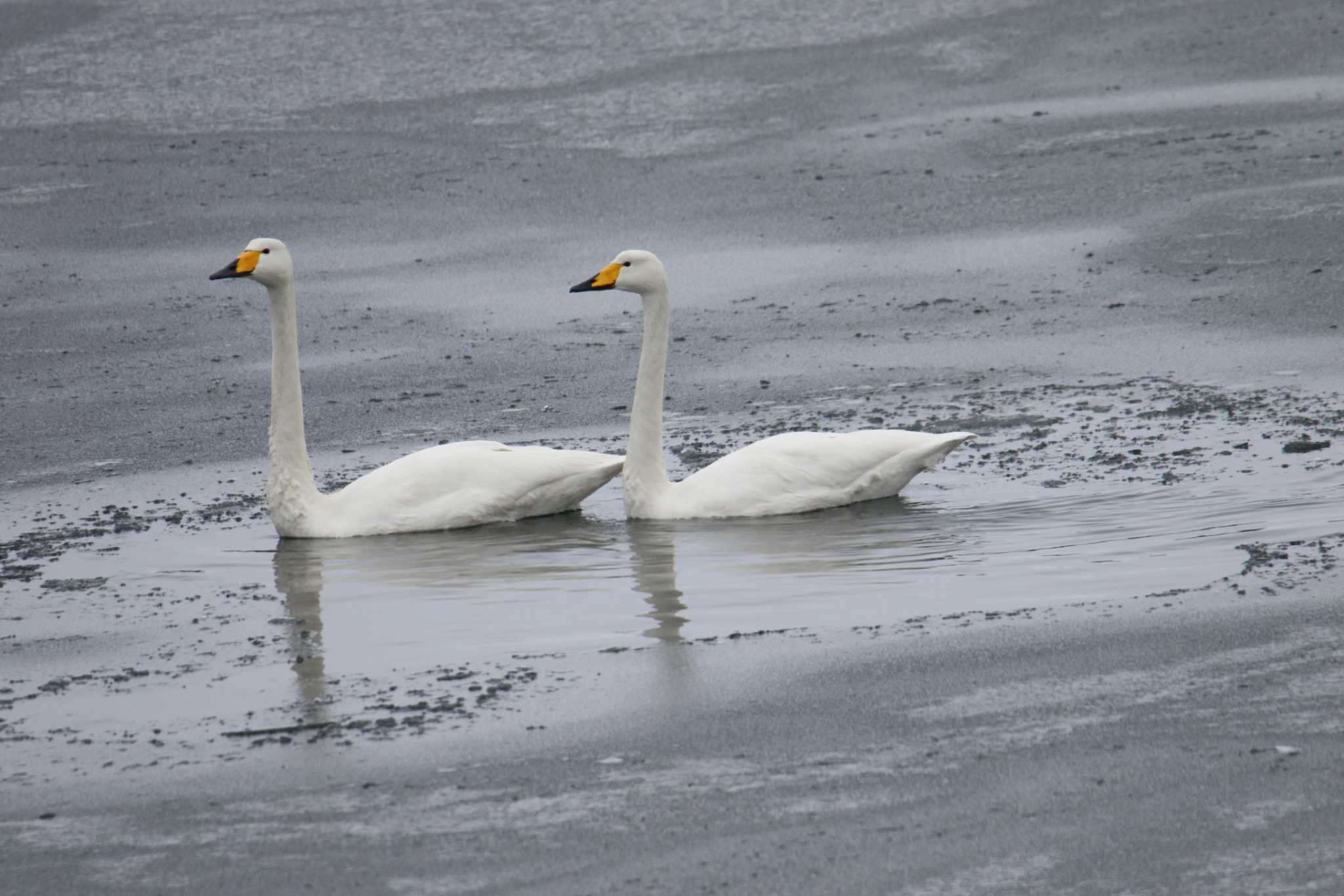 Photo of Whooper Swan at Abashiri Port by マイク