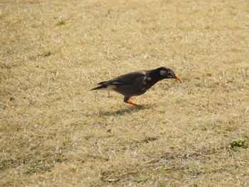 ムクドリ つつじが岡公園 2020年3月22日(日)