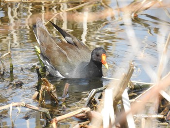 バン つつじが岡公園 2020年3月22日(日)