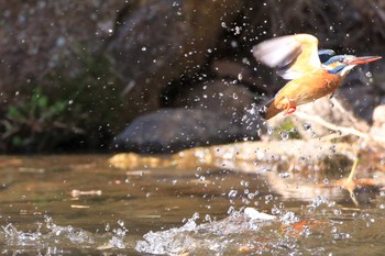 カワセミ 愛知県 知多半島 2020年3月23日(月)