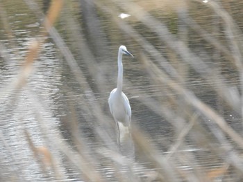 ダイサギ つつじが岡公園 2020年3月22日(日)