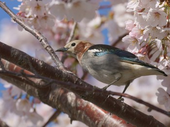 コムクドリ 新田宿 2019年4月9日(火)