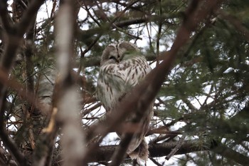 Ural Owl(japonica) Tomakomai Experimental Forest Mon, 3/23/2020