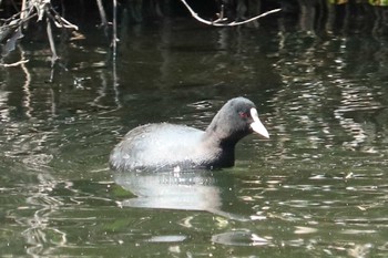 オオバン 嶺公園 2020年3月23日(月)