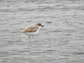 2020年3月23日(月) ふなばし三番瀬海浜公園の野鳥観察記録