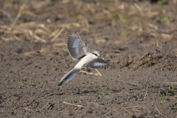 Chinese Grey Shrike Minuma Rice Field Mon, 3/23/2020