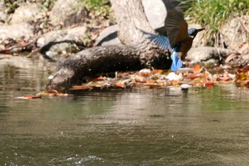 カワセミ 愛知県 知多半島 2020年3月23日(月)