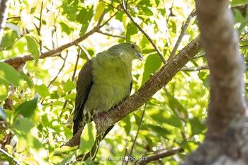 Ryukyu Green Pigeon Amami Nature Observation Forest Fri, 3/20/2020