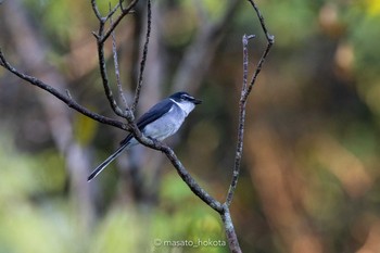 Ryukyu Minivet Amami Forest Police Sat, 3/21/2020