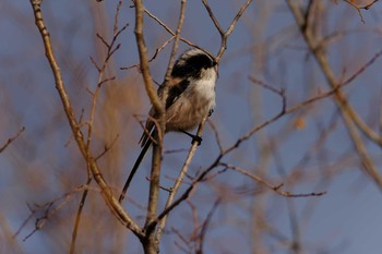 Long-tailed Tit 西宮市 Sat, 2/1/2020