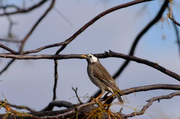 White-cheeked Starling 西宮市 Sat, 2/1/2020