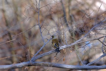 Grey-capped Greenfinch 西宮市 Sat, 2/1/2020