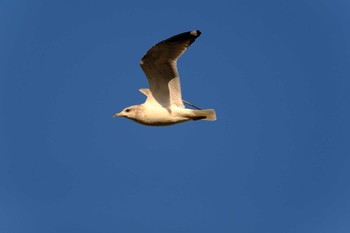 Vega Gull 西宮市 Sat, 2/1/2020