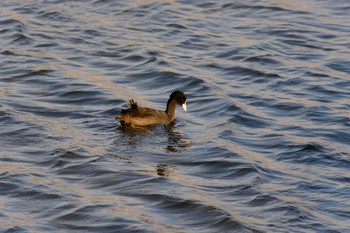 Eurasian Coot 西宮市 Sat, 2/1/2020