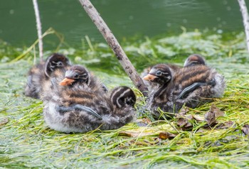 カイツブリ 井の頭公園 2019年7月10日(水)