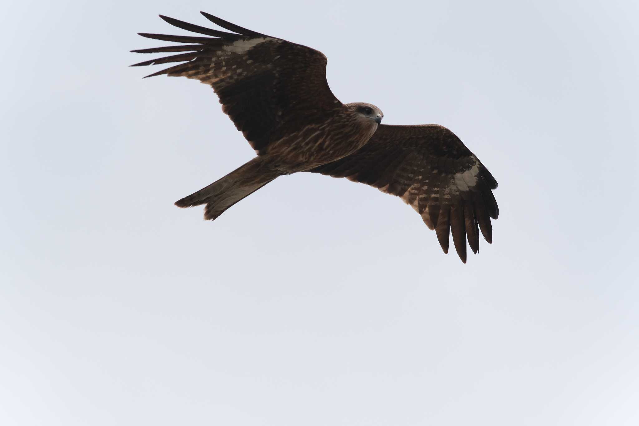 Photo of Black Kite at 西宮市 by アカウント4423