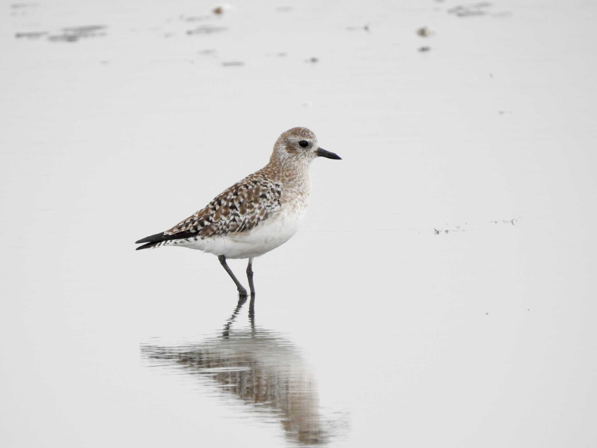 Photo of Grey Plover at Sambanze Tideland by TK2