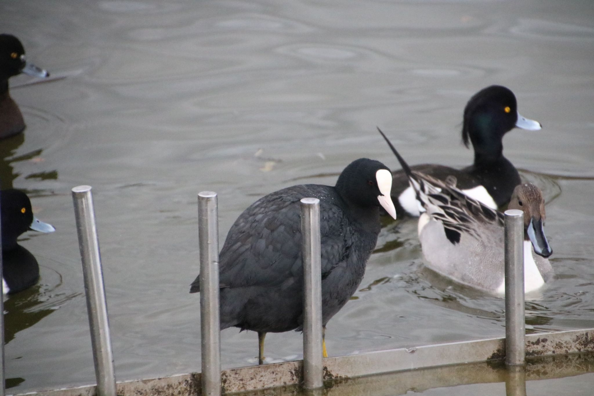 Photo of Eurasian Coot at Osaka Tsurumi Ryokuchi by Mariko N