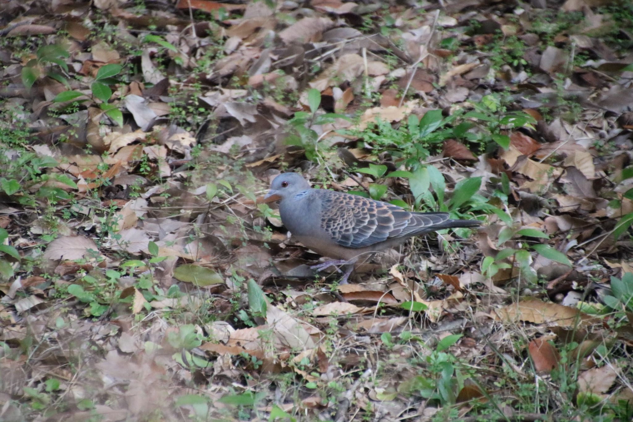 Photo of Oriental Turtle Dove at 山田池公園 by Mariko N