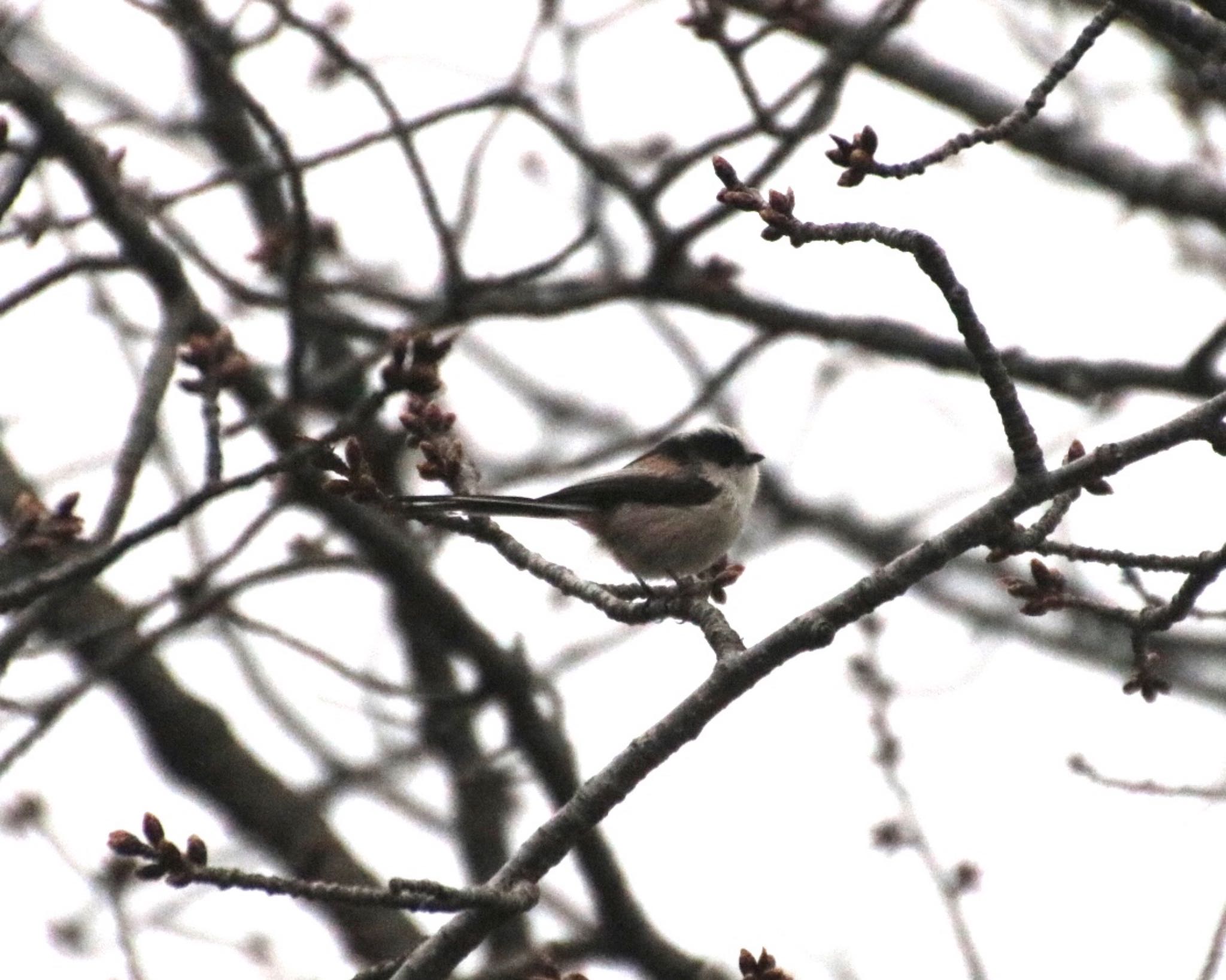 Photo of Long-tailed Tit at 山田池公園 by Mariko N